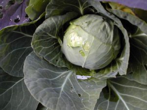 Cabbage grown in earthbox