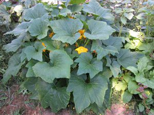 Squash Thriving in Earthbox